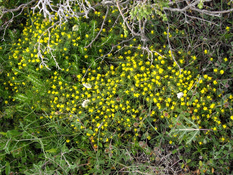 Ononis minutissima en fleurs dans une pelouse sèche calcaire en Corse